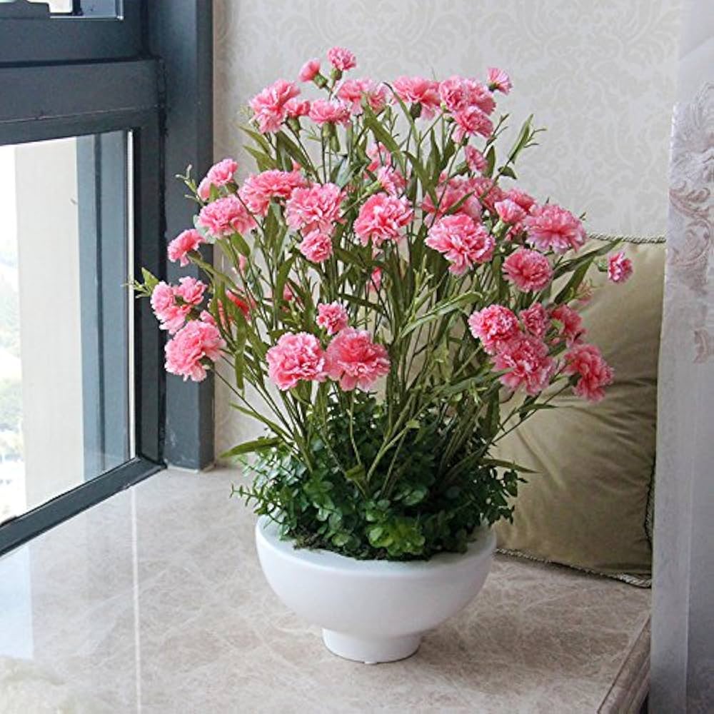 pink carnation flower seeds