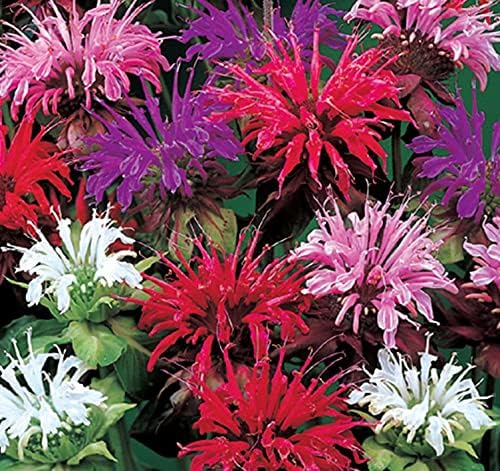 balm for flower seeds