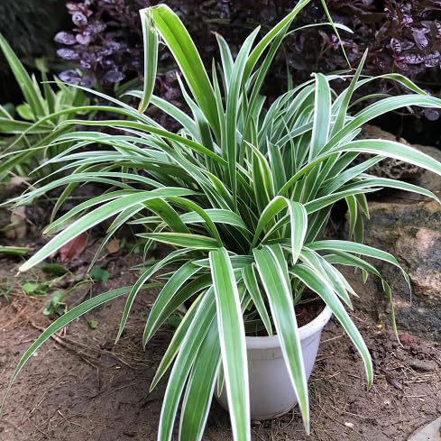 chlorophytum heirloom non-gmo seeds