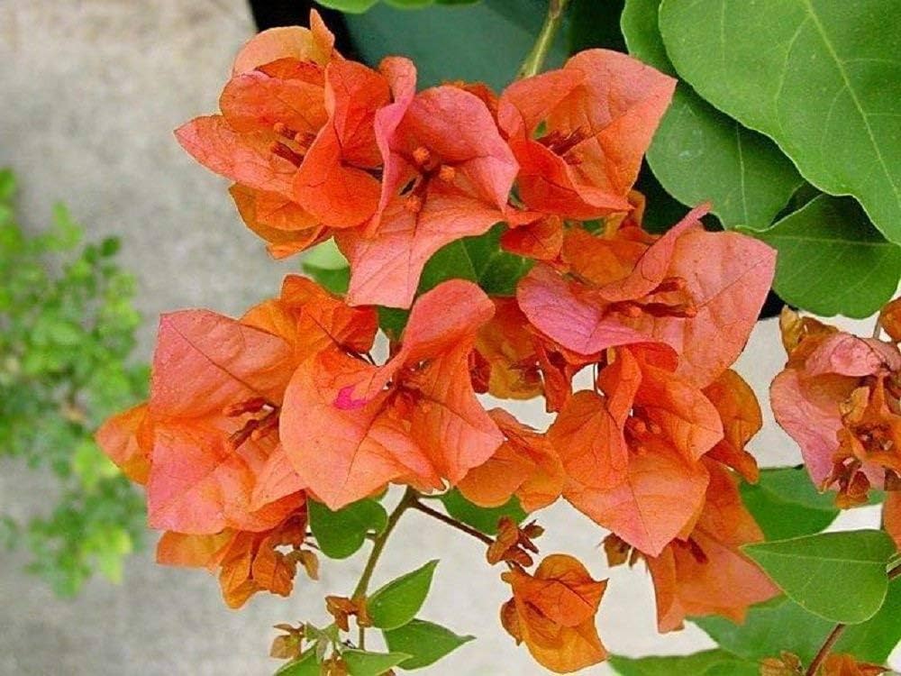 Orange Perennial Giant Bougainvillea Flower Seeds for Planting – Heirloom Non-GMO Organic Garden Seeds