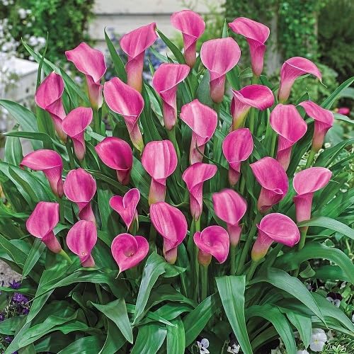 Pink Calla Lily Flower Seeds – Heirloom, Non-GMO, High Germination, Organic Garden Seeds