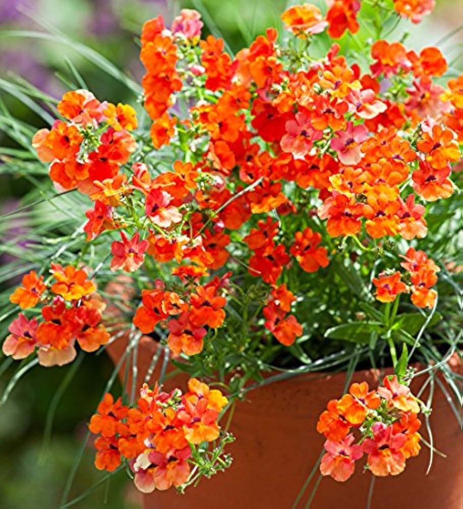 pouch nemesia flower seeds