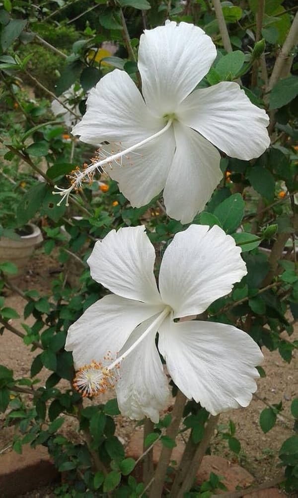 White Fresh Hibiscus Flower Seeds – Heirloom, Non-GMO, High Germination Seeds