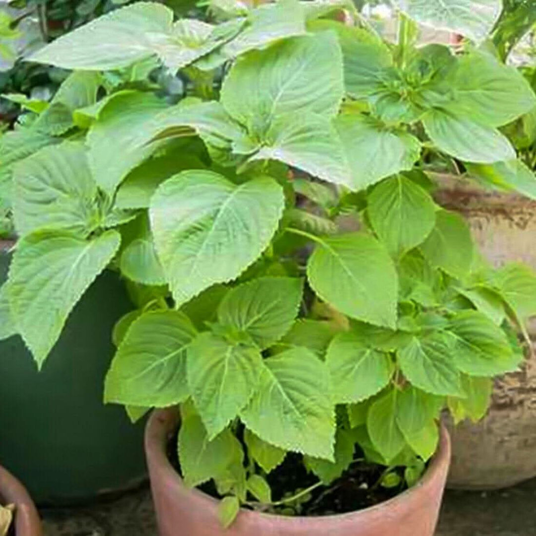 Shiso Herb herb seeds
