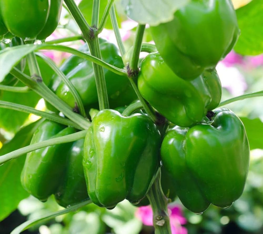 capsicum for flower seeds