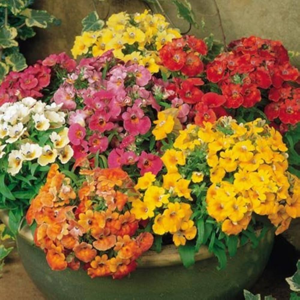 nemesia fizz flower seeds