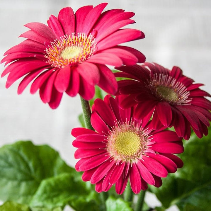 Red Gerbera Flower Seeds – Heirloom, Non-GMO, High Germination Organic Garden Seeds for Planting