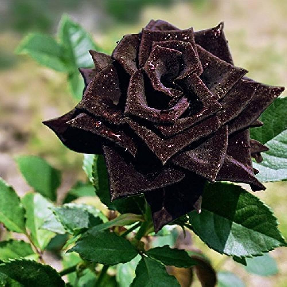 holland rose flower seeds