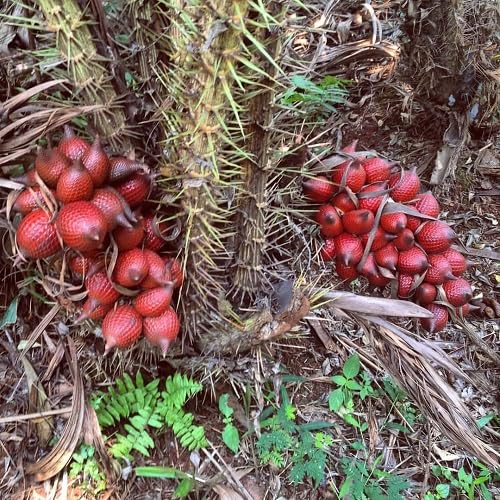 Red Salak Seeds – Heirloom, Non-GMO, High Germination Organic Garden Seeds