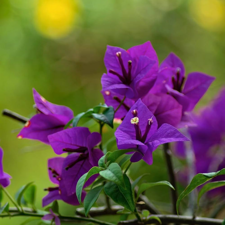 Purple Bougainvillea Flower Seeds – Heirloom, Non-GMO, High Germination, Organic Garden Seeds