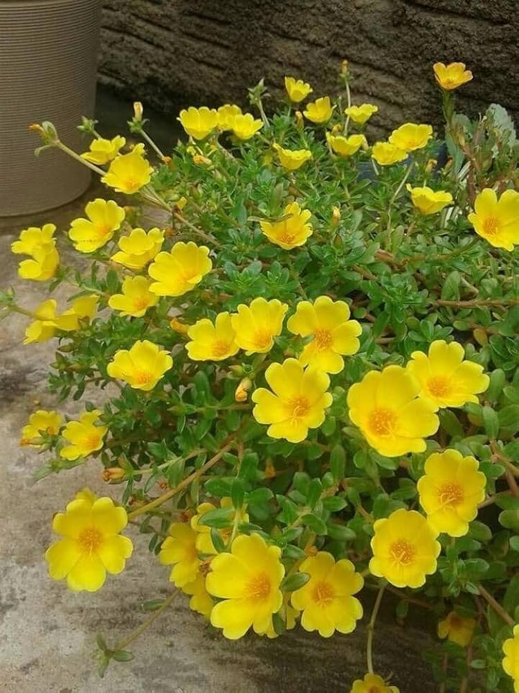 Portulaca Flower Seeds Yellow – Heirloom Non-GMO High Germination Organic Garden Seeds