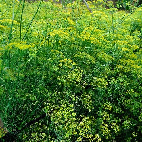 Fennel Plant Seeds Heirloom Non-GMO High Germination Organic Garden Seeds for Planting