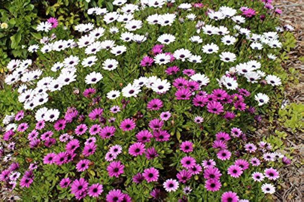 osteospermum mixed flower seeds