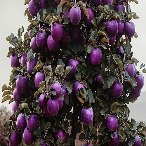 Purple Apple Seeds – Heirloom, Non-GMO, High Germination Organic Garden Seeds