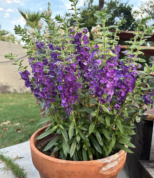 Purple Angelonia Flower Seeds Heirloom Non-GMO High Germination Organic Garden Seeds for Planting