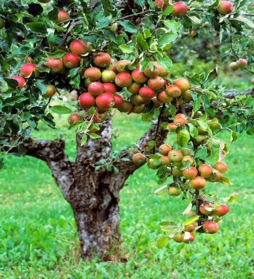 Apple Tree Seeds – Heirloom, Non-GMO, High Germination Organic Garden Seeds