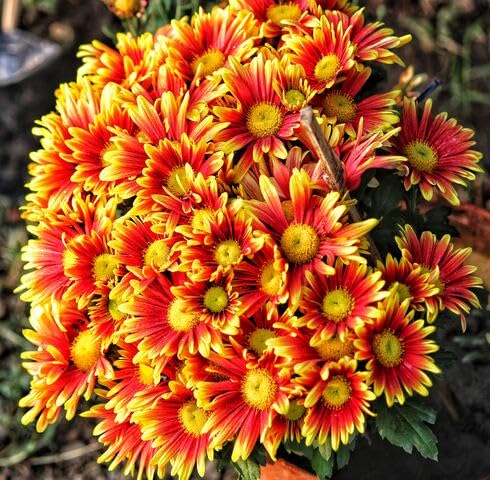 yellow red flower seeds