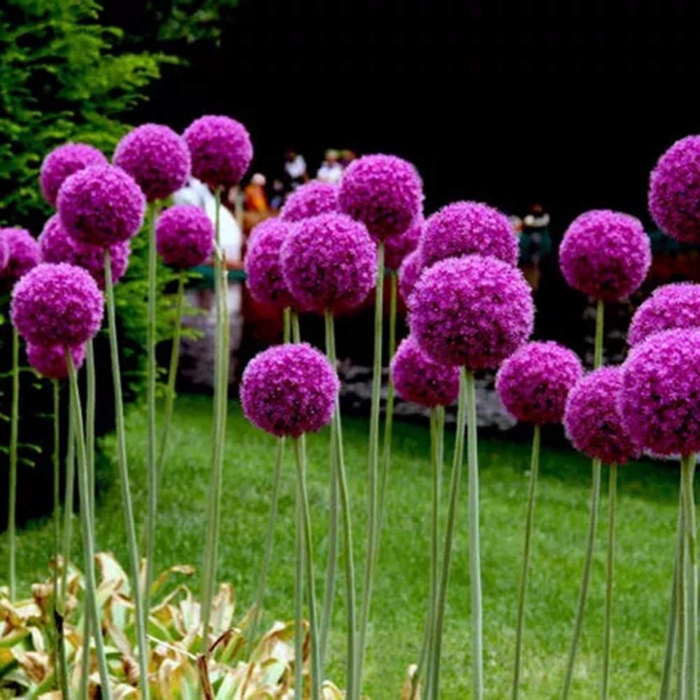 giant onion flower seeds