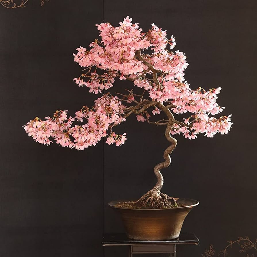 japanese sakura flower seeds