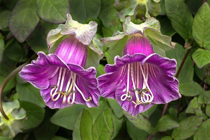 Cobaea Purple Flower Seeds for Planting Heirloom Non-GMO High Germination Organic Garden Seeds