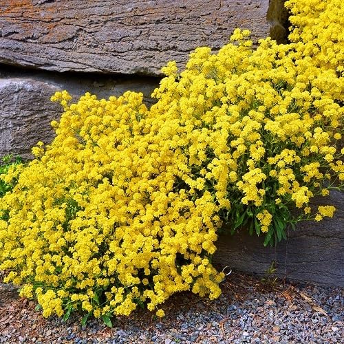Yellow Alyssum Flower Seeds for Planting – Heirloom, Non-GMO, High Germination Organic Garden Seeds