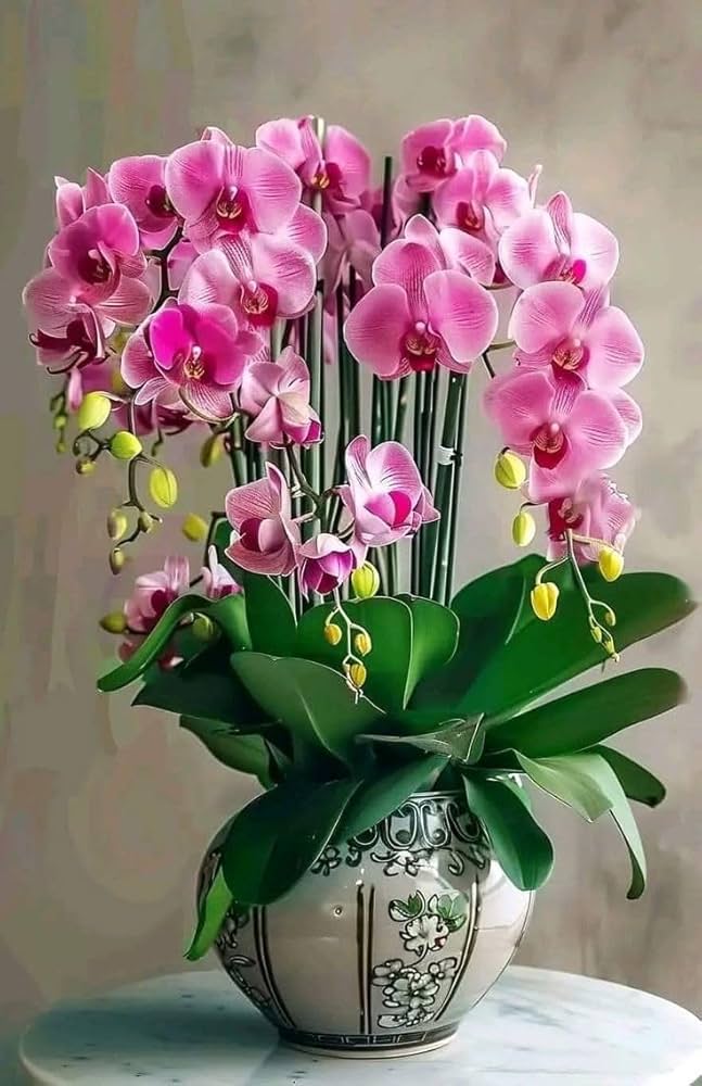 Giant Orchid Flower Seeds Pink – Heirloom, Non-GMO, High Germination Seeds