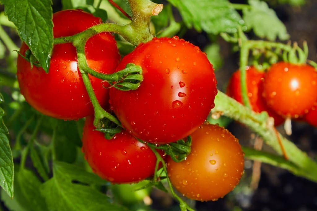 tomato for flower seeds