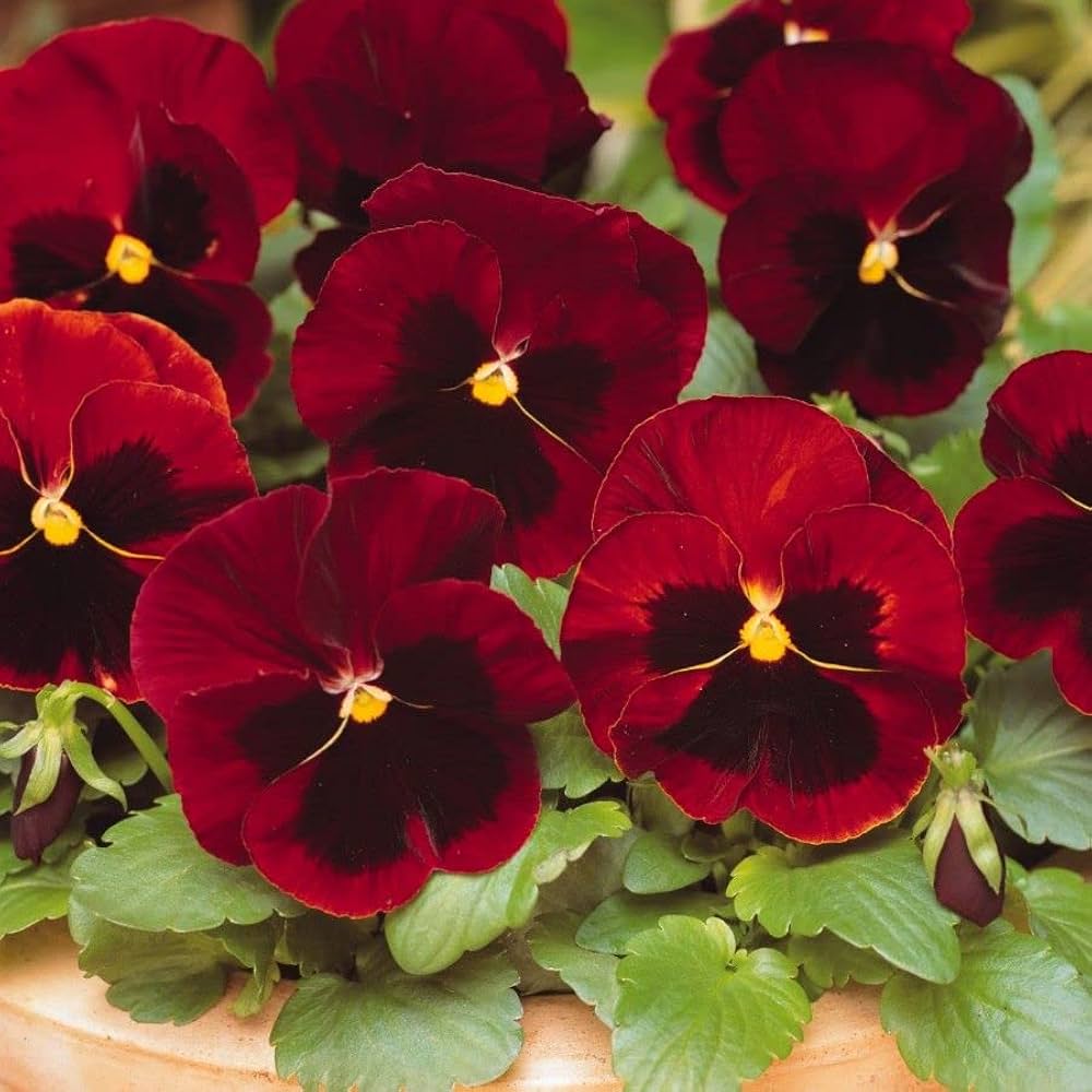 miniola aqua flower seeds
