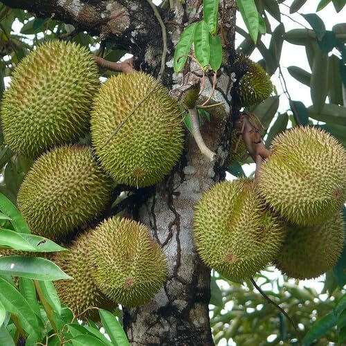 Green Durian Seeds – Heirloom, Non-GMO, High Germination Organic Garden Seeds