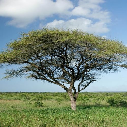 green acacia flower seeds