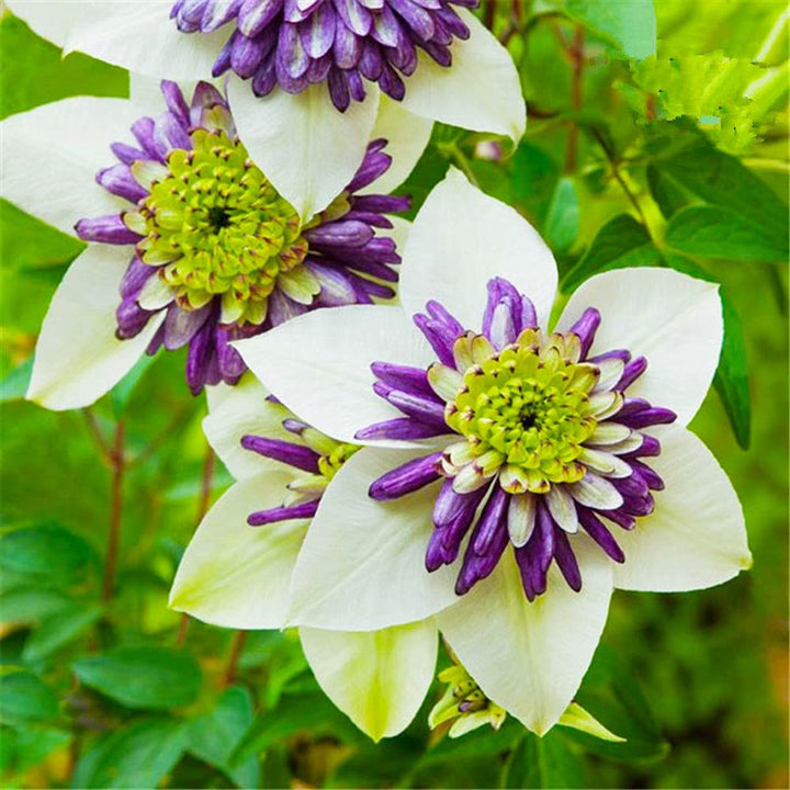 White Purple Clematis Flower Seeds for Planting – Heirloom Non-GMO High Germination Seeds Seeds for Planting Organic Garden Seeds