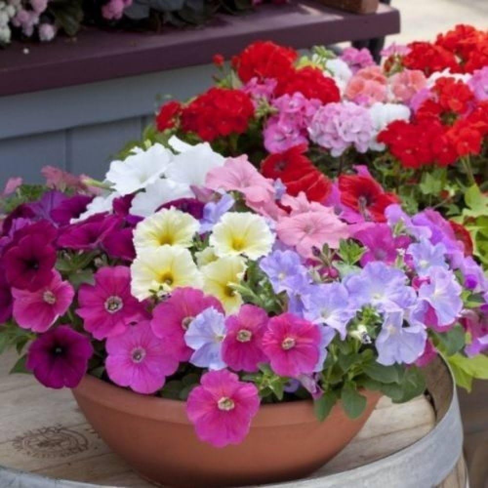 prism dewberry flower seeds