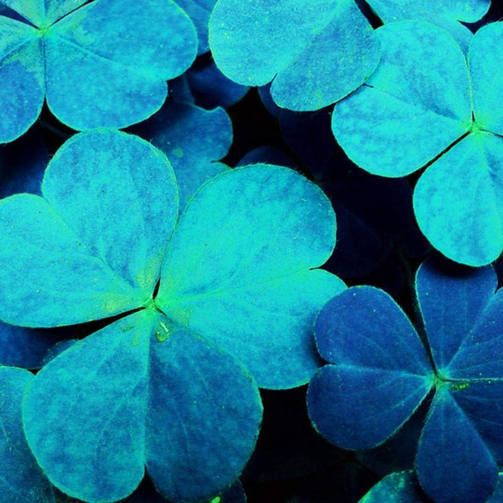 Sky Blue Leaf Clover Plant Seeds - Lucky Clover Garden - Heirloom &amp; Non-GMO Seeds
