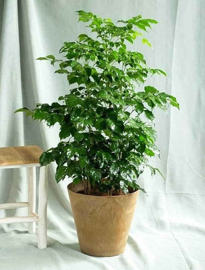 Green Radermachera Sinica Seeds for Planting – Heirloom, Non-GMO, High Germination Organic Decorative Garden Seeds