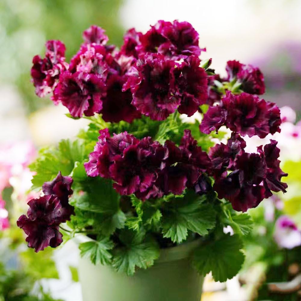 geranium pelargonium flower seeds