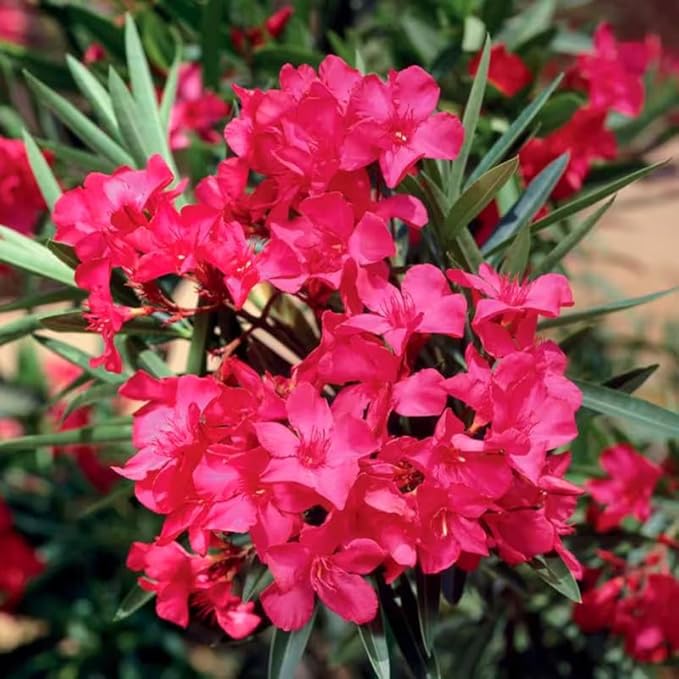 oleander nerium flower seeds
