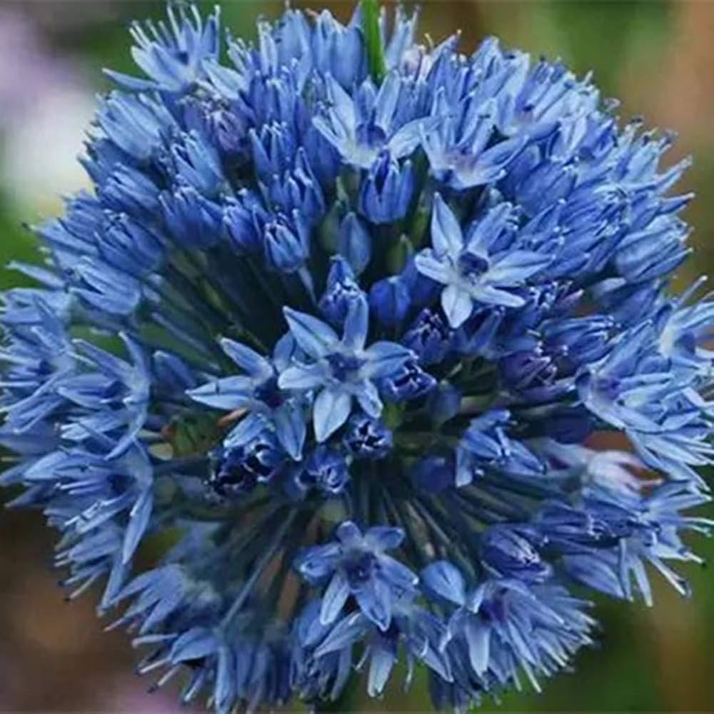 giant onion flower seeds