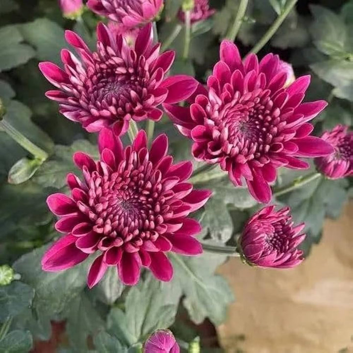 Red Chrysanthemum Flower Seeds – Heirloom, Non-GMO, High Germination Seeds