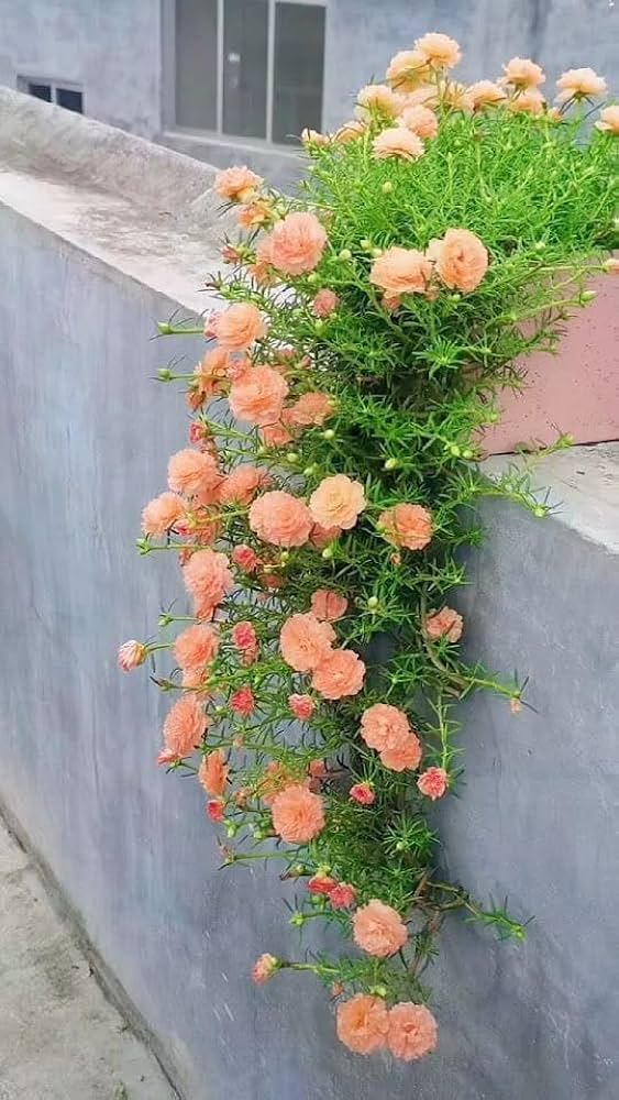 Light Orange Moss Rose Flower Seeds – Heirloom, Non-GMO, High Germination Seeds