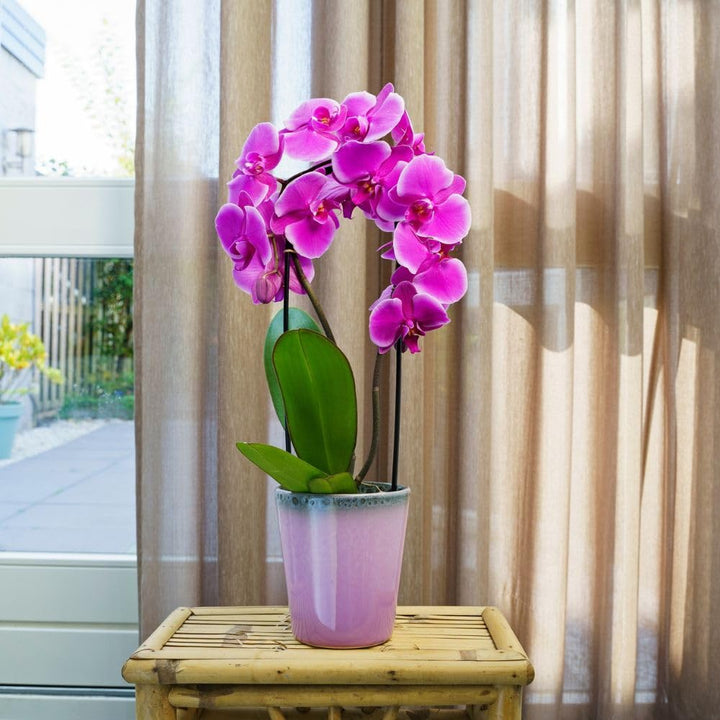 Orchid Flower Seeds Pink – Heirloom, Non-GMO, High Germination Seeds