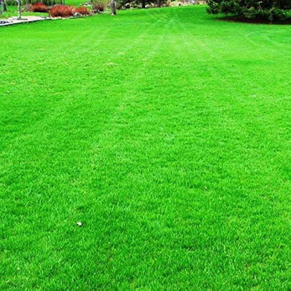 Green Source herb seeds