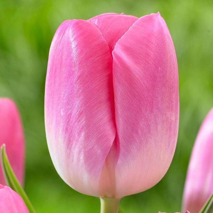 Giant Tulip Flower Seeds Pink for Planting – Heirloom, Non-GMO, High Germination