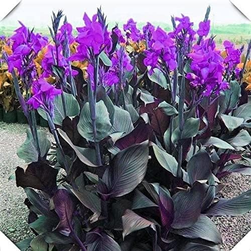 Canna Lilly Flower Seeds – Heirloom, Non-GMO, High Germination Organic Garden Seeds for Planting