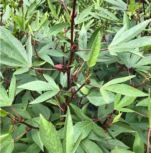 Green Roselle Seeds for Planting – Heirloom, Non-GMO, High Germination Organic Garden Seeds