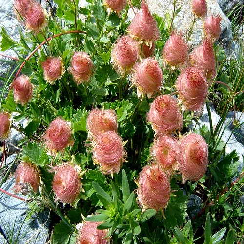 Red Geum Reptans Flower Seeds – Heirloom Non-GMO High Germination Organic Garden Seeds for Planting
