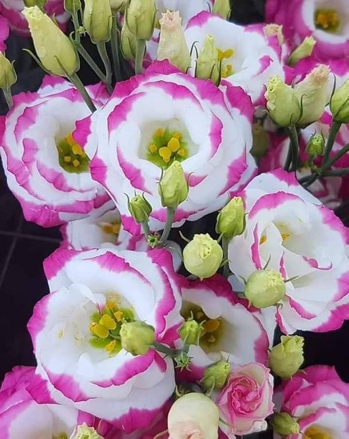Pink White Eustoma Flower Seeds for Planting – Heirloom, Non-GMO Seeds