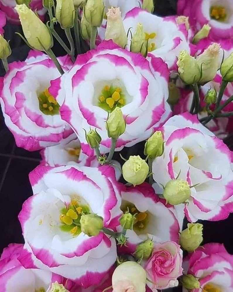 Rosa Weiße Lisianthus Blumensamen – Historisch, gentechnikfrei, keimstarke Samen