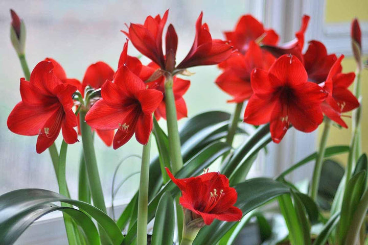 Amaryllis Flower Seeds Red for Planting Heirloom Non-GMO High Germination Organic Garden Seeds