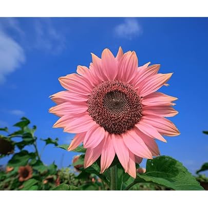 Giant Sunflower Seeds Pink – Heirloom, Non-GMO, High Germination Seeds