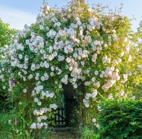 White Climbing Rose Flower Seeds Heirloom Non-GMO High Germination Organic Garden Seeds for Planting